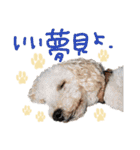 寒い時期用、MIX犬＆TPスタンプ！（個別スタンプ：39）