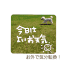 寒い時期用、MIX犬＆TPスタンプ！（個別スタンプ：40）