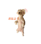 chiroru ver3（個別スタンプ：5）