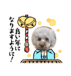 すーさん家のわんこたち3（個別スタンプ：1）