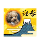 すーさん家のわんこたち3（個別スタンプ：5）