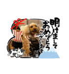 すーさん家のわんこたち3（個別スタンプ：6）