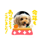 すーさん家のわんこたち3（個別スタンプ：9）