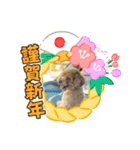 すーさん家のわんこたち3（個別スタンプ：11）