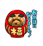 すーさん家のわんこたち3（個別スタンプ：12）