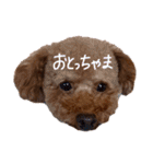 讃岐弁 コタローくん（個別スタンプ：30）