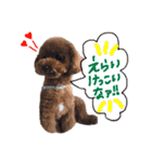讃岐弁 コタローくん（個別スタンプ：31）