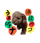 讃岐弁 コタローくん（個別スタンプ：34）