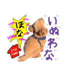 讃岐弁 コタローくん（個別スタンプ：35）