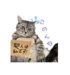 マーレฅ(^^ฅ)（個別スタンプ：2）