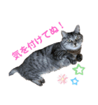 マーレฅ(^^ฅ)（個別スタンプ：7）