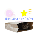 マーレฅ(^^ฅ)（個別スタンプ：13）