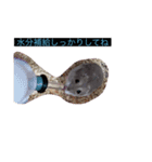 みやびとポン太（個別スタンプ：13）