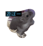 みやびとポン太（個別スタンプ：14）
