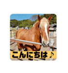 榛名湖遊覧馬車かんたろうくん（個別スタンプ：2）