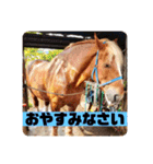 榛名湖遊覧馬車かんたろうくん（個別スタンプ：3）