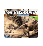 榛名湖遊覧馬車かんたろうくん（個別スタンプ：5）