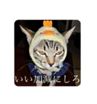榛名湖遊覧馬車かんたろうくん（個別スタンプ：6）