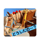 榛名湖遊覧馬車かんたろうくん（個別スタンプ：8）
