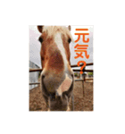 榛名湖遊覧馬車かんたろうくん（個別スタンプ：9）