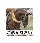 榛名湖遊覧馬車かんたろうくん（個別スタンプ：10）