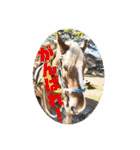 榛名湖遊覧馬車かんたろうくん（個別スタンプ：14）