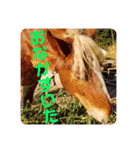 榛名湖遊覧馬車かんたろうくん（個別スタンプ：19）