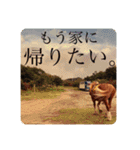 榛名湖遊覧馬車かんたろうくん（個別スタンプ：23）