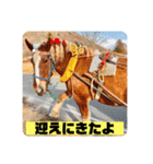 榛名湖遊覧馬車かんたろうくん（個別スタンプ：24）