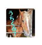 榛名湖遊覧馬車かんたろうくん（個別スタンプ：25）