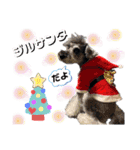 シュナウザー(ジルバ3)（個別スタンプ：2）