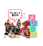 シュナウザー(ジルバ3)（個別スタンプ：3）