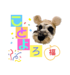 シュナウザー(ジルバ3)（個別スタンプ：9）