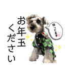 シュナウザー(ジルバ3)（個別スタンプ：11）
