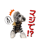 シュナウザー(ジルバ3)（個別スタンプ：15）