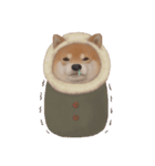 柴犬 Shiba 3（個別スタンプ：1）