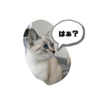 言葉あそび（個別スタンプ：5）