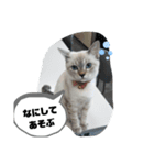 言葉あそび（個別スタンプ：6）