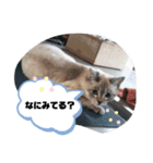 言葉あそび（個別スタンプ：11）