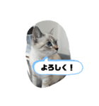 言葉あそび（個別スタンプ：12）