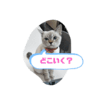 言葉あそび（個別スタンプ：13）