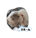 言葉あそび（個別スタンプ：22）