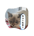 言葉あそび（個別スタンプ：29）