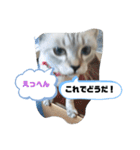 言葉あそび（個別スタンプ：31）