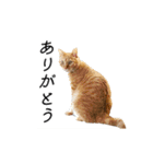 クレフとルディとキキ（個別スタンプ：1）