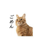 クレフとルディとキキ（個別スタンプ：3）
