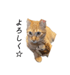 クレフとルディとキキ（個別スタンプ：4）