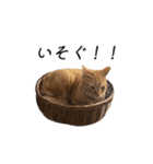 クレフとルディとキキ（個別スタンプ：5）