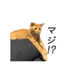 クレフとルディとキキ（個別スタンプ：6）