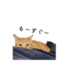 クレフとルディとキキ（個別スタンプ：13）